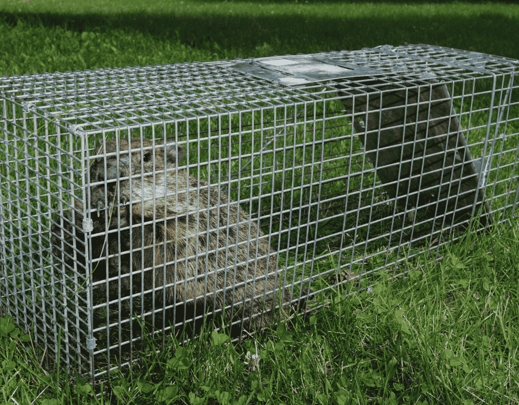 Groundhog inside a live trap for professional animal trapping services