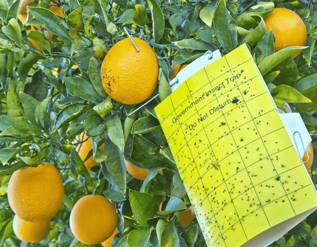 Insect trap hanging in an orange tree for wildlife and pest monitoring services