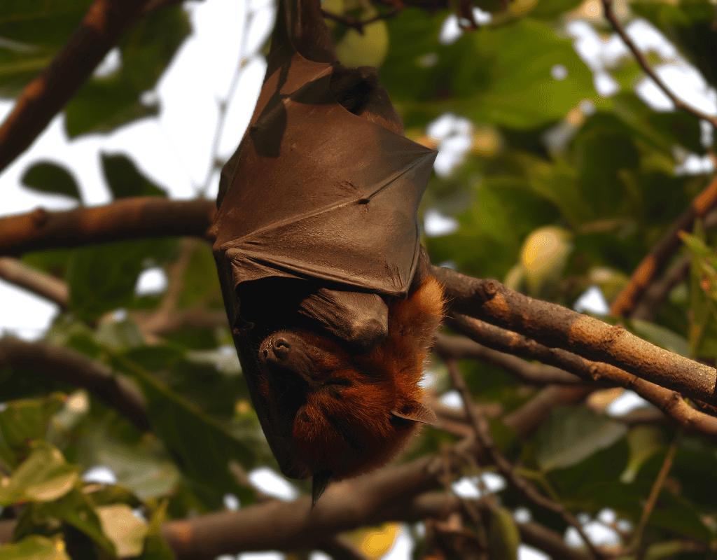 Bat hanging from a tree branch for professional bat removal services