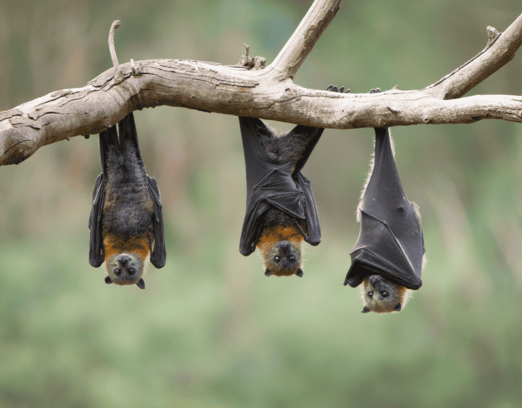 Three bats hanging upside down from a branch for humane bat removal services