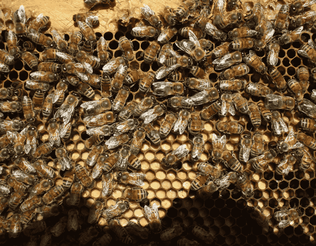 Close-up of bees on honeycomb for professional bee removal services