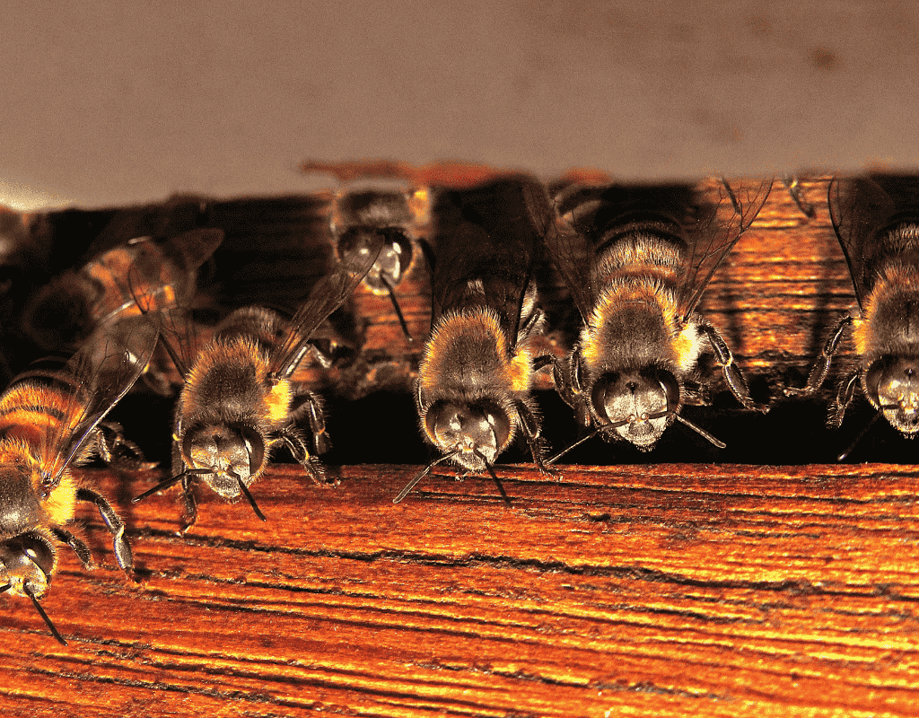Bees gathered inside a wooden structure for wildlife bee removal services