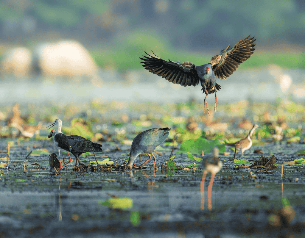 Birds in a wetland area representing professional bird removal services