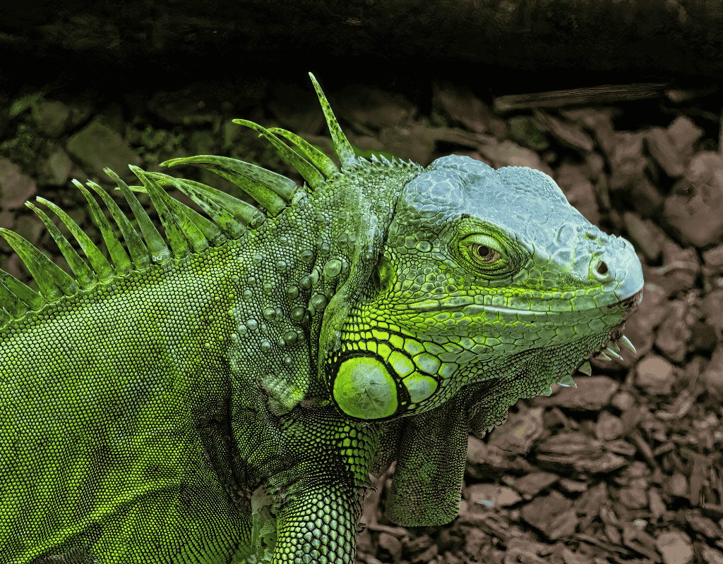 Green iguana close-up for professional iguana removal services