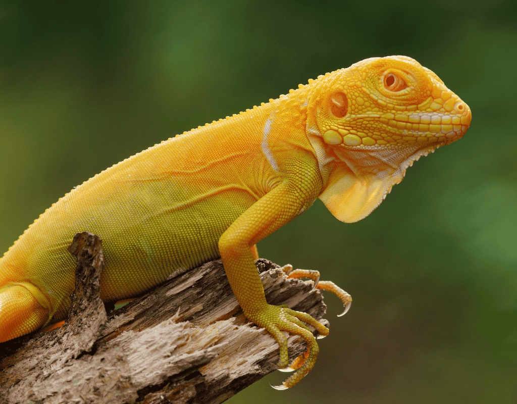 Yellow iguana on a branch representing humane iguana removal services