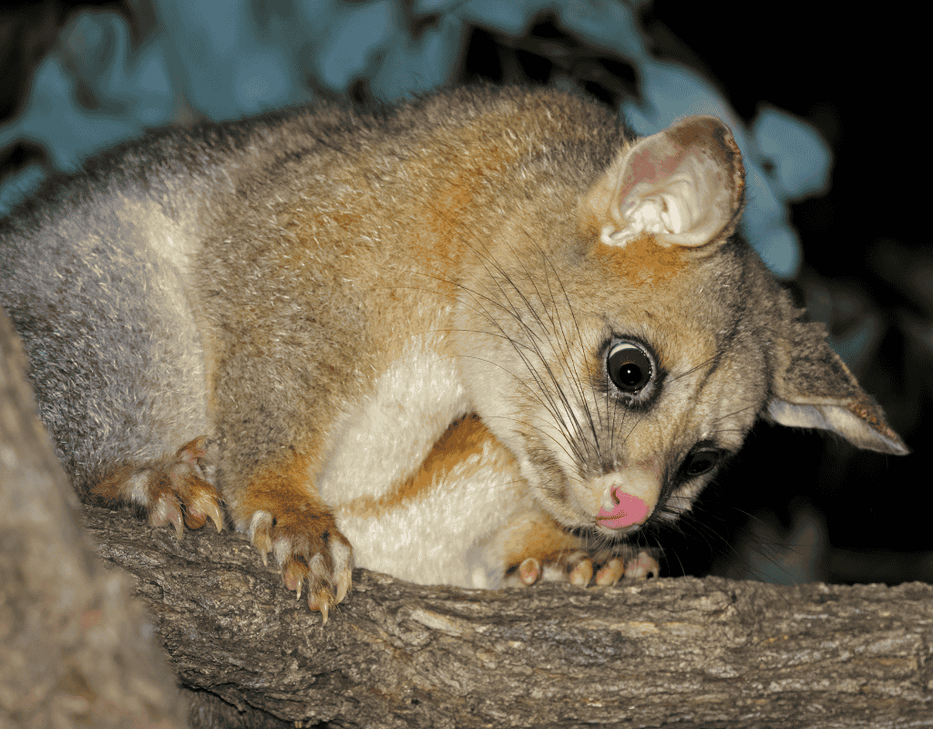 Possum on a tree branch for professional possum removal services