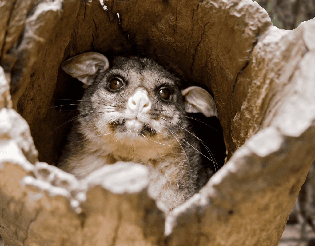 Possum hiding inside a tree hollow for humane wildlife removal services