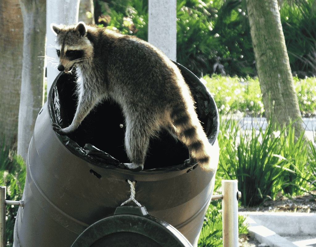 Raccoon climbing into an outdoor trash can for nuisance raccoon removal
