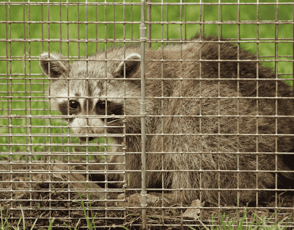 Raccoon inside a live trap for safe raccoon removal services