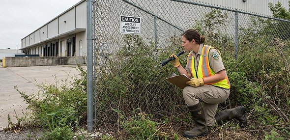 Wildlife technician inspecting brush near a commercial building for nuisance animals