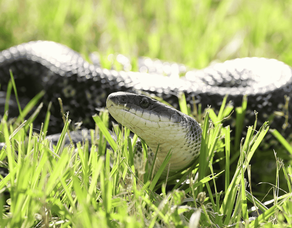 Black snake moving through grass for professional snake removal services