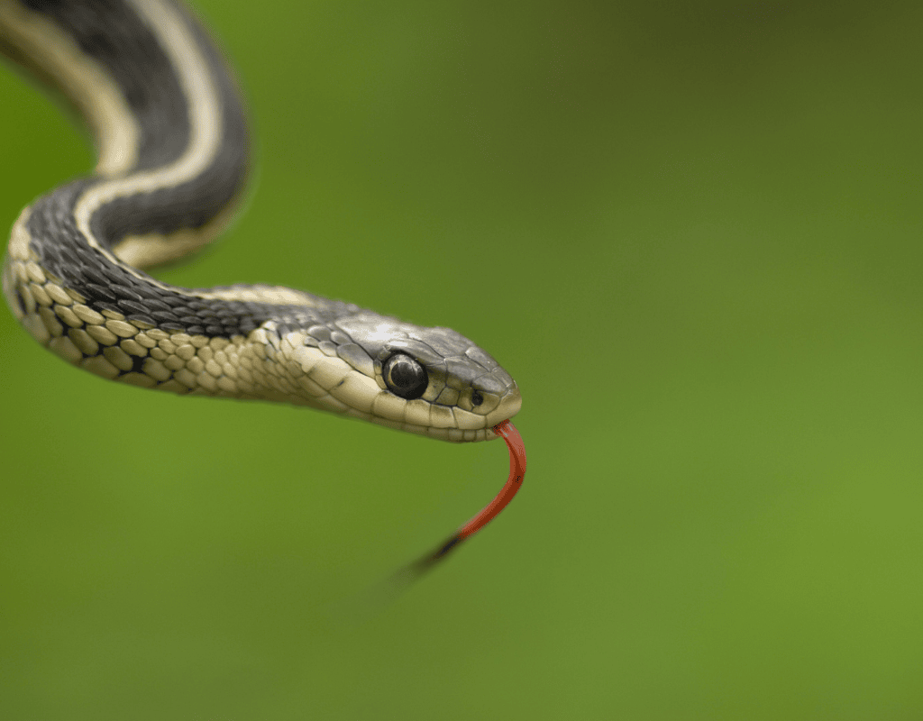 Close-up of a snake with its tongue out for wildlife snake removal services