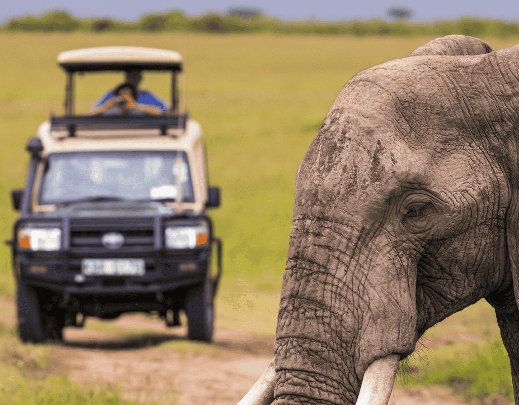 Safari-style wildlife scene representing commercial wildlife services in Palm Beach, FL