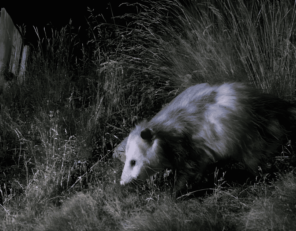 Possum Removal Services in Martin County, FL