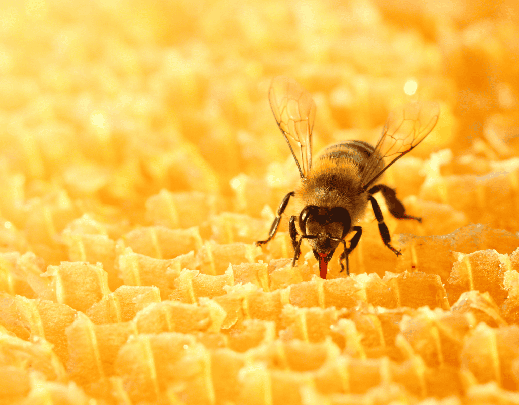 Close-up of a bee on honeycomb for Palm Beach Wildlife Services bee removal