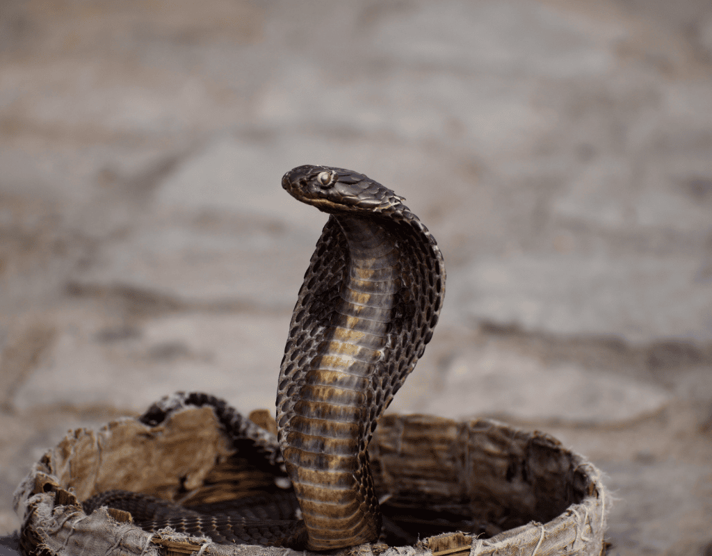 Cobra raised in a basket representing professional snake removal services