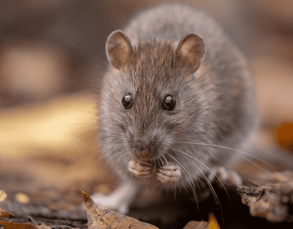 Close-up of a rat for Palm Beach Wildlife Services rat removal service