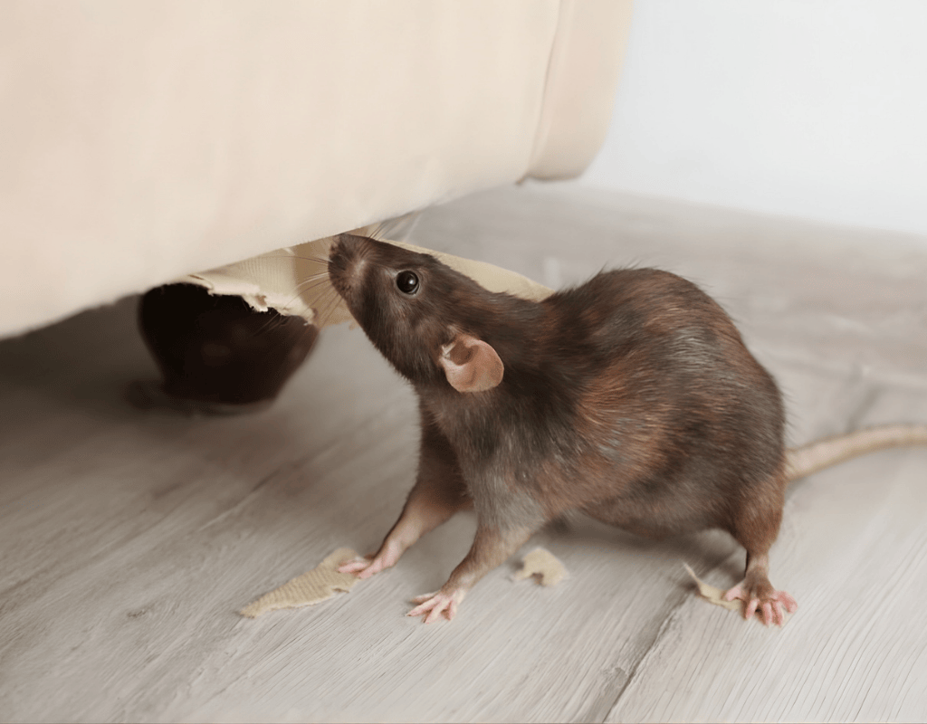 Rat chewing near indoor flooring for professional rat removal and exclusion