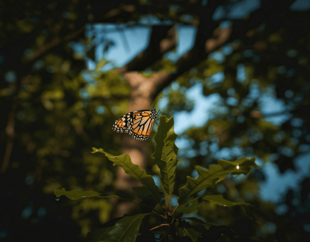 Butterfly on a leaf representing humane wildlife exclusion and habitat protection