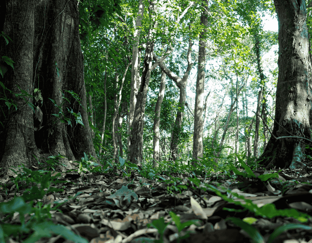 Dense wooded area representing wildlife exclusion and prevention services