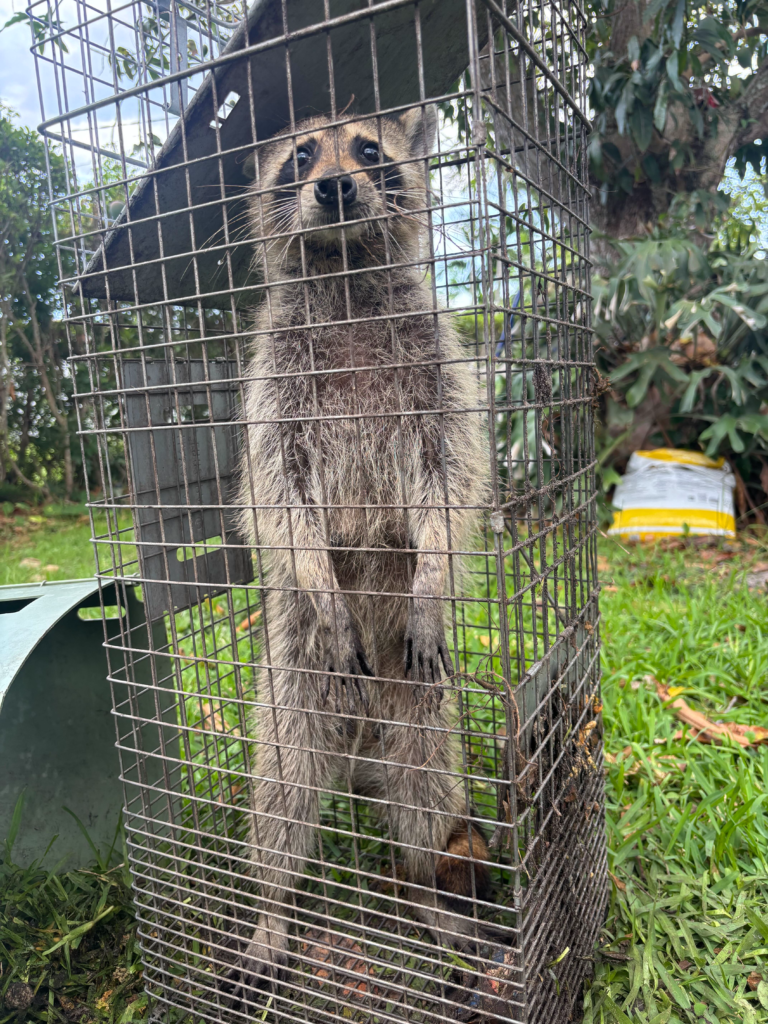Raccoon Removal in Fort Lauderdale - FL underway as a technician checks an attic entry point, Wildlife specialist performing raccoon removal at a Tamarac - FL home while examining roof vents, Specialist performing raccoon removal beside a Pembroke Pines - FL home after finding roofline activity