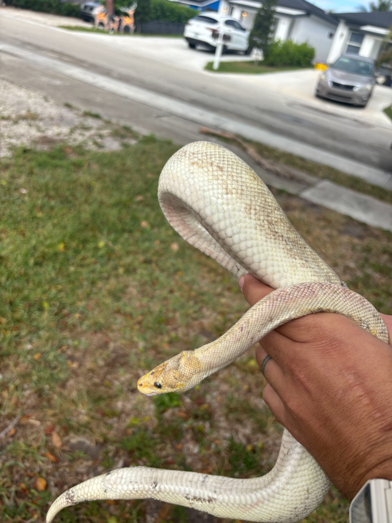 Common snake hiding places around South Florida homes