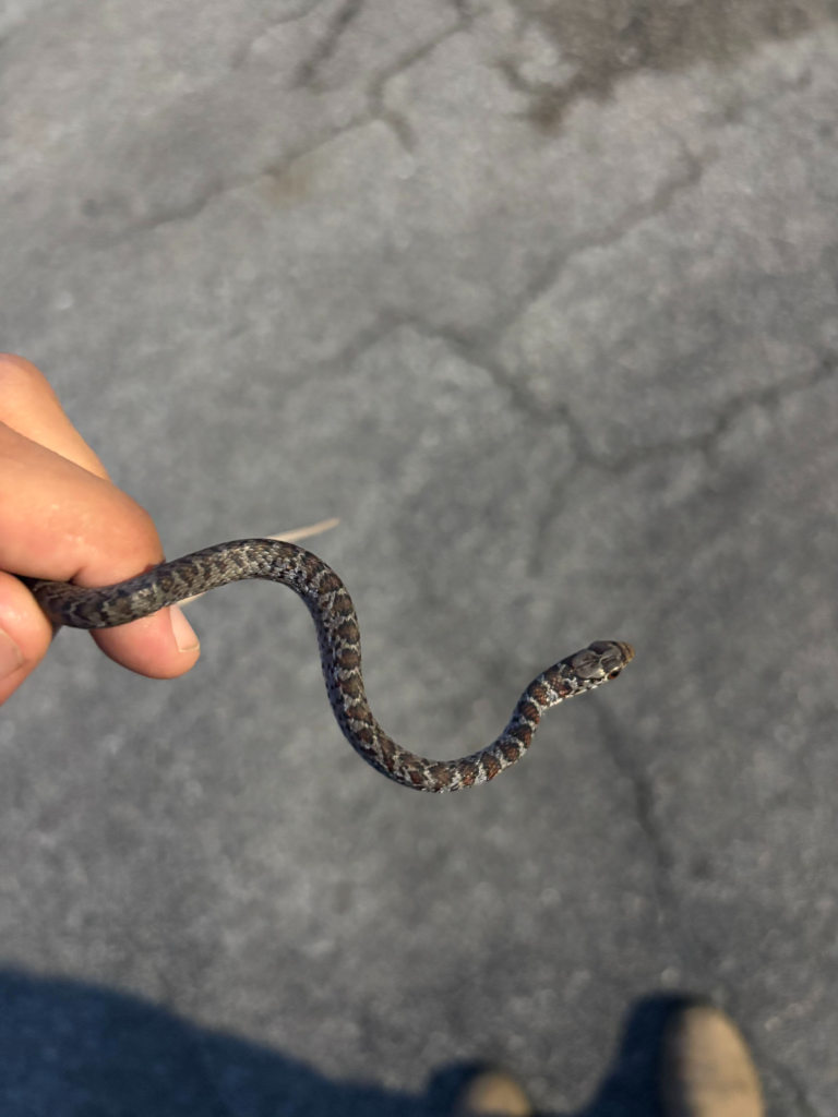 Snake prevention tips for South Florida homeowners