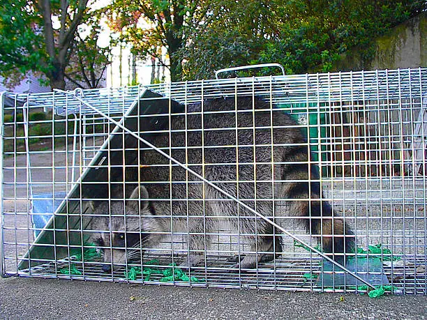 Wildlife specialist performing raccoon removal near a Hollywood - FL roofline with inspection tools, Raccoon Removal in Tamarac - FL in progress as a technician inspects a soffit opening, Wildlife technician performing raccoon removal at a Deerfield Beach - FL home while checking roof vent access, Wildlife technician performing raccoon removal work on a Miami - FL roof near an attic vent